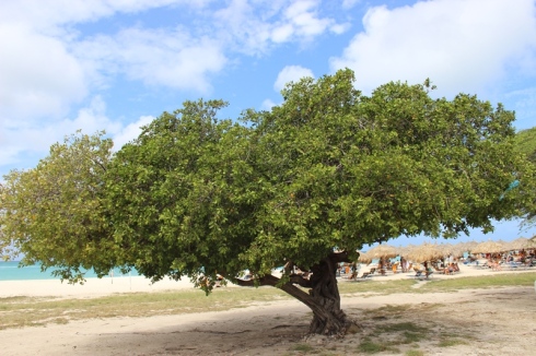Fofoti or Conocarpus erectus mangrove tree