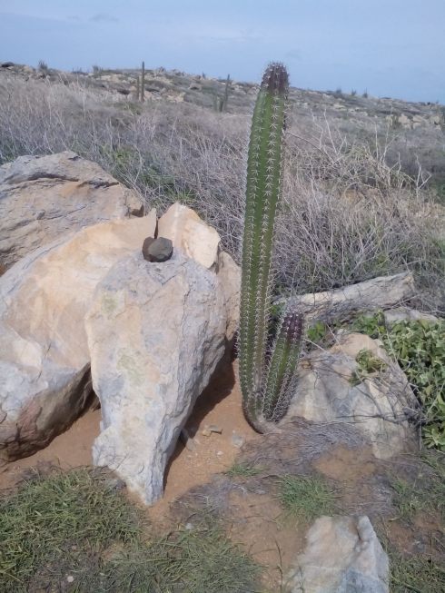 Yatu Cactus